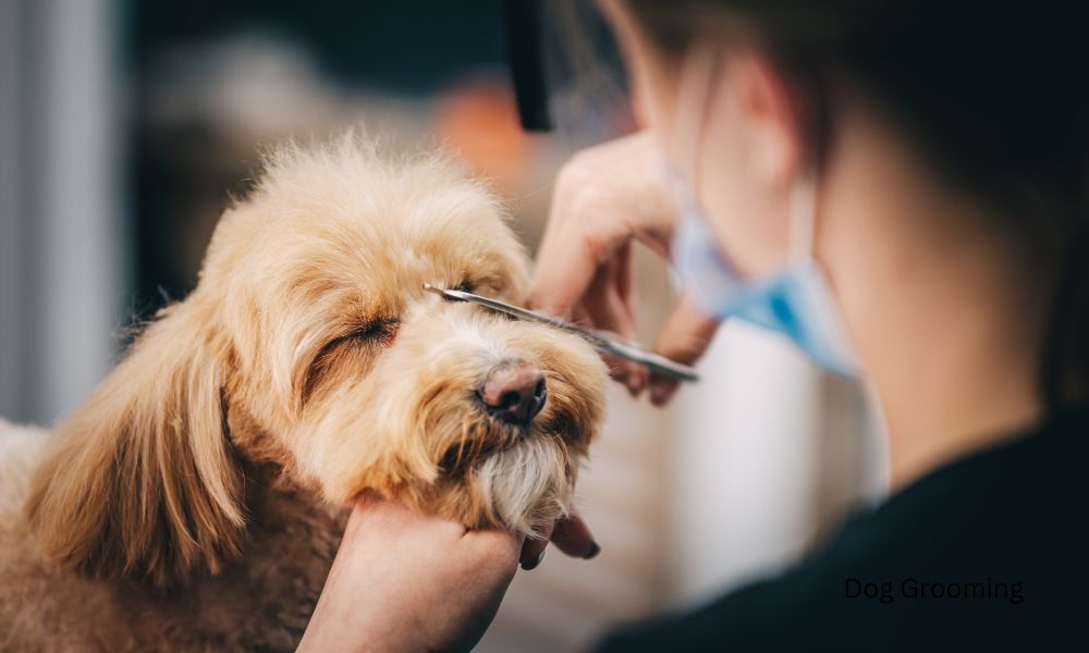 dog being groomed