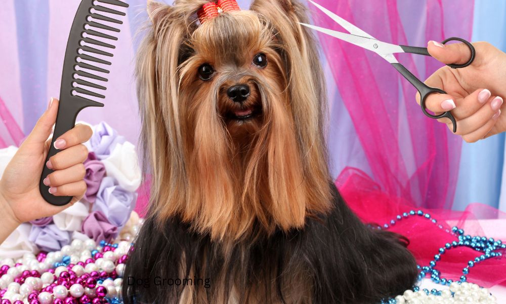 dog being groomed