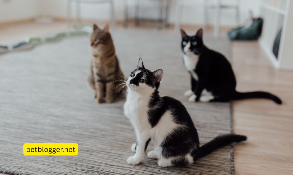 Cat Sitting Service