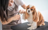 Dog grooming
