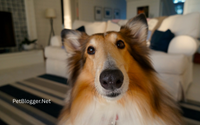 Dog sitter intro image